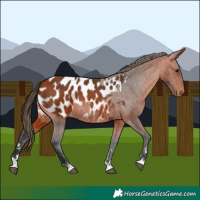 Horse Color:Bay Appaloosa 
