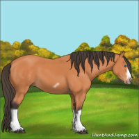 Horse Color:Bay Splash Frame 