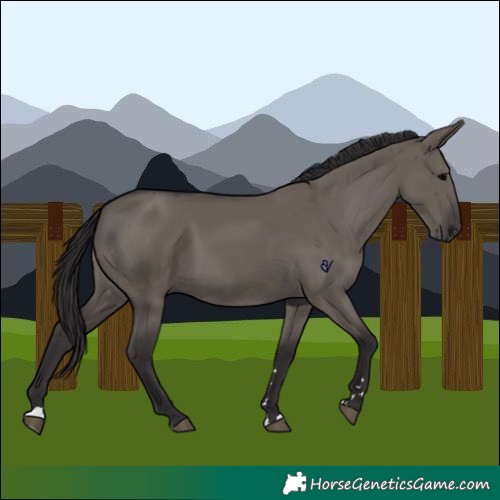 Horse Color:Smoky Grullo 