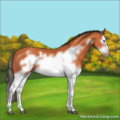 Horse Color:Bay Splash Frame