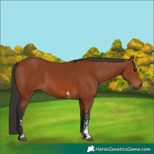 Horse Color:Bay Sabino Rabicano and Bay Sabino Rabicano