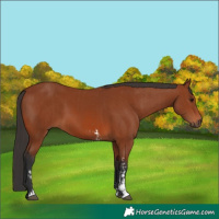 Horse Color:Bay Sabino Rabicano  and Bay Sabino Rabicano 