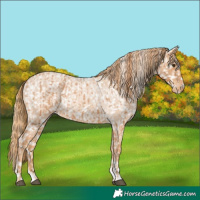 Horse Color:Chestnut Appaloosa  and Red Roan Appaloosa 
