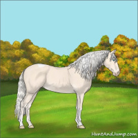 Horse Color:Cremello Tobiano 