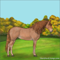 Horse Color:Red Roan 