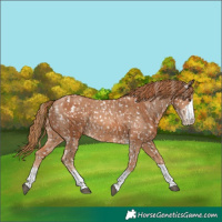 Horse Color:Chestnut Appaloosa  and Chestnut Appaloosa 