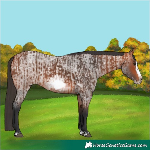 Horse Color:Bay Splash Frame  and Bay Roan Splash Frame 