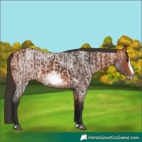 Horse Color:Bay Splash Frame  and Bay Roan Splash Frame 