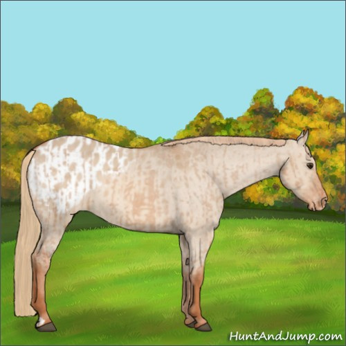 Horse Color:Red Dun Appaloosa  and Red Dun Appaloosa 
