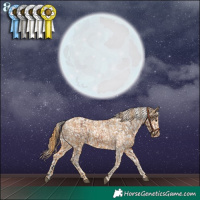 Horse Color:Bay Snowflake Varnish and Chestnut Snowflake Varnish