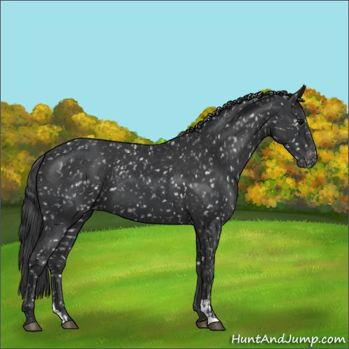 Horse Color:Black Appaloosa  and Black Appaloosa 