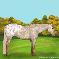 Horse Color:Red Dun Appaloosa  and Gray Red Dun Appaloosa 