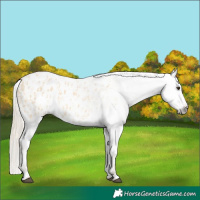 Horse Color:Red Dun Blanket  and Gray Red Dun Blanket 