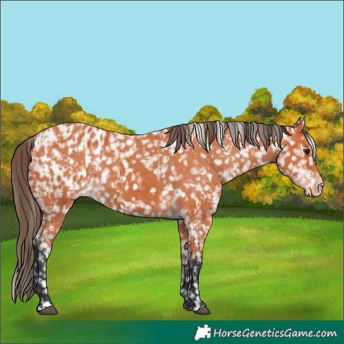 Horse Color:Bay Appaloosa  and Bay Appaloosa 