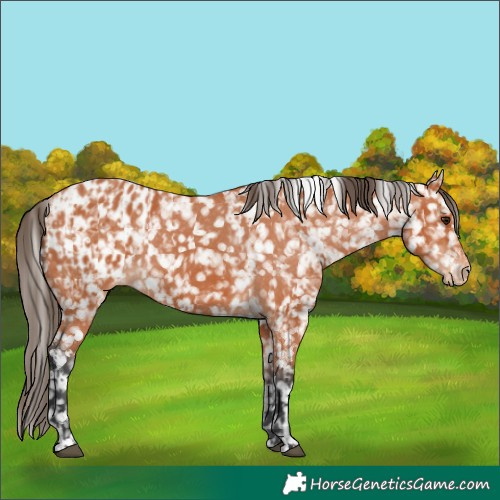 Horse Color:Bay Snowflake Varnish and Bay Blanket