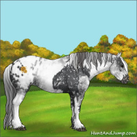 Horse Color:Black Appaloosa  and White Spotted Black Appaloosa 