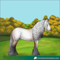 Horse Color:Gray Bay 