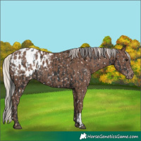 Horse Color:Black Appaloosa  and Silver Black Appaloosa 