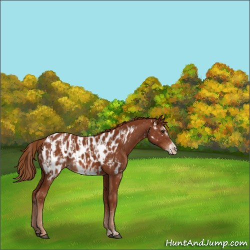 Horse Color:Chestnut Appaloosa  and Chestnut Frame Appaloosa 