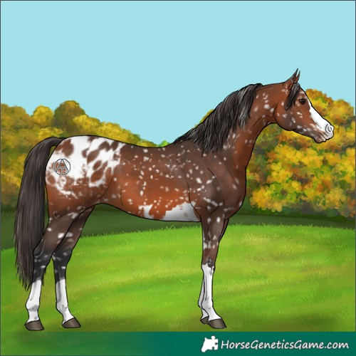 Horse Color:Bay Appaloosa and Bay Appaloosa