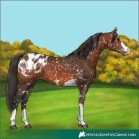 Horse Color:Bay Appaloosa  and Bay Appaloosa 