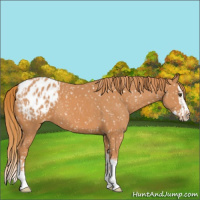 Horse Color:Chestnut Appaloosa  and Chestnut Splash Appaloosa 