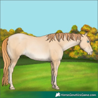 Horse Color:Buckskin Pearl 