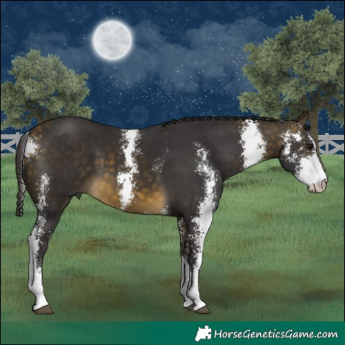 Horse Color:Buckskin Sabino 