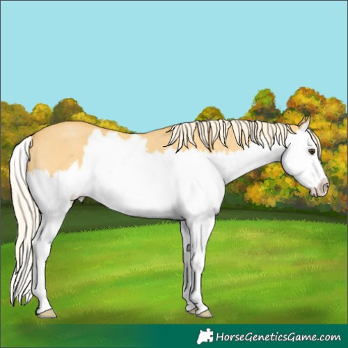 Horse Color:Palomino Roan Dun Splash 