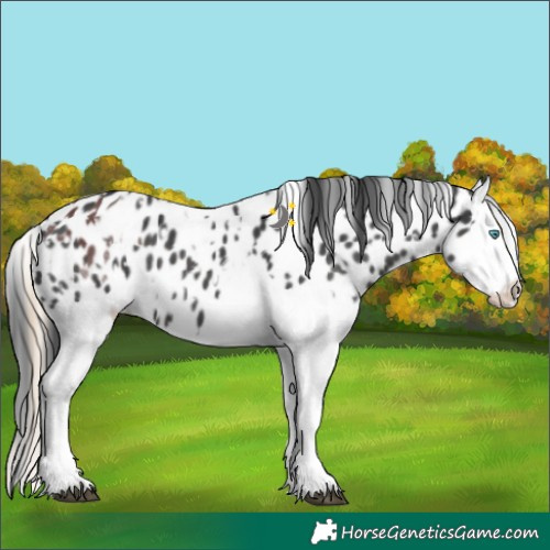 Horse Color:Chocolate Smoky Black Splash Tobiano Appaloosa  and Black Splash Appaloosa 