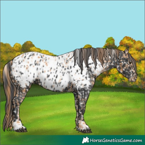 Horse Color:Chestnut Near Leopard and Black Near Leopard