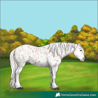 Horse Color:Bay Appaloosa  and Silver Bay Appaloosa 