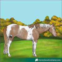 Horse Color:Gray Smoky Creme Tobiano Appaloosa Rabicano 