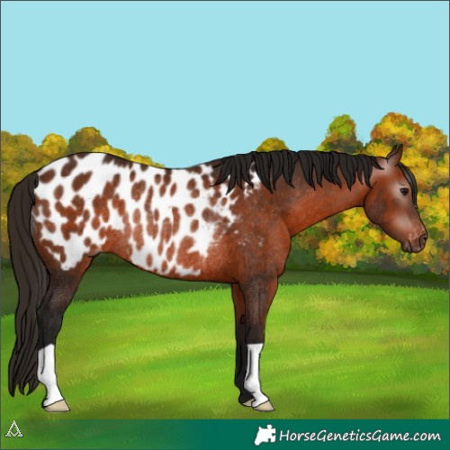 Horse Color:Gray Bay Appaloosa Rabicano