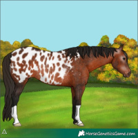 Horse Color:Gray Bay Appaloosa Rabicano 