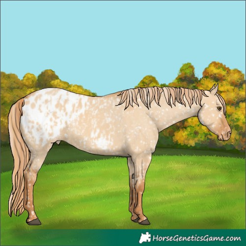 Horse Color:Red Dun Appaloosa  and Red Dun Appaloosa 