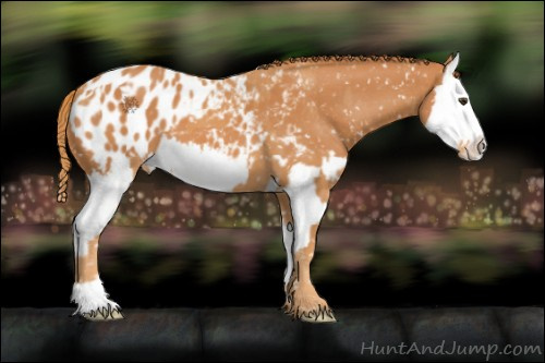 Horse Color:Chestnut Appaloosa and Chestnut Splash Appaloosa