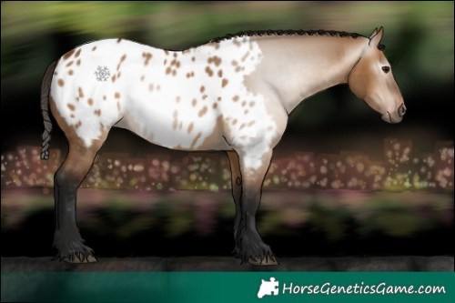 Horse Color:Gray Bay Dun Appaloosa 