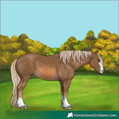 Horse Color:Chocolate Palomino 