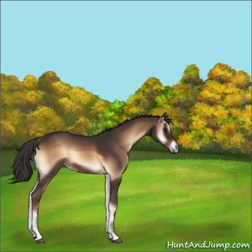 Horse Color:Liver Red Onyx 