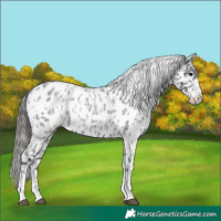 Horse Color:Blue Roan Leopard  and Blue Roan Near Leopard 