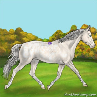 Horse Color:Cremello Appaloosa and Cremello Splash Appaloosa