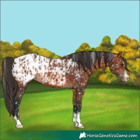 Horse Color:Bay Appaloosa  and Bay Appaloosa 