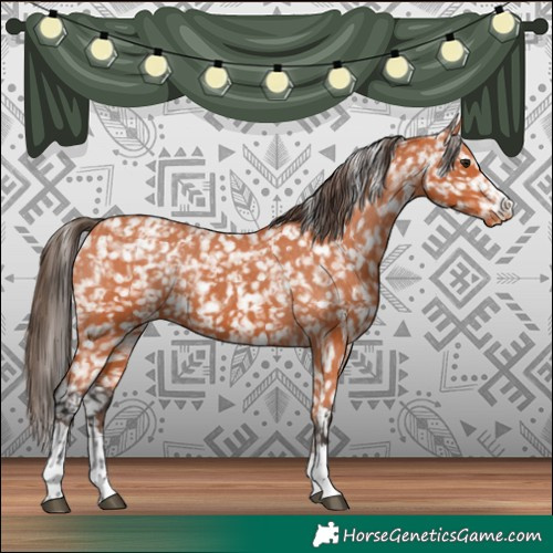 Horse Color:Bay Appaloosa and Bay Appaloosa