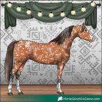 Horse Color:Bay Appaloosa  and Bay Appaloosa 