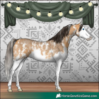 Horse Color:Buckskin Sabino Splash 