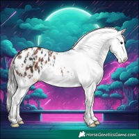 Horse Color:Black Appaloosa  and Silver Black Appaloosa 