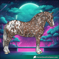 Horse Color:Black Blanket  and Silver Black Blanket 