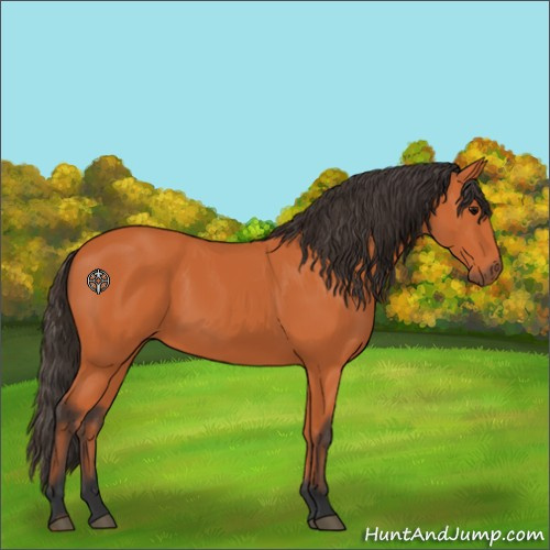 Horse Color:Bay 