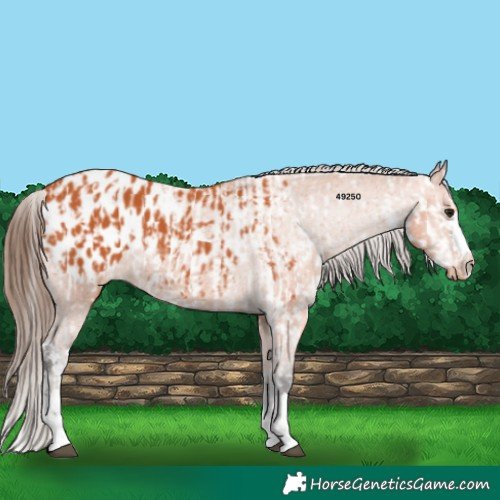 Horse Color:Bay Appaloosa  and Bay Appaloosa 